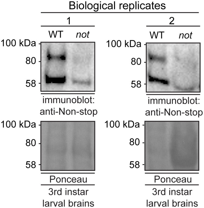 Figure 1—figure supplement 1.