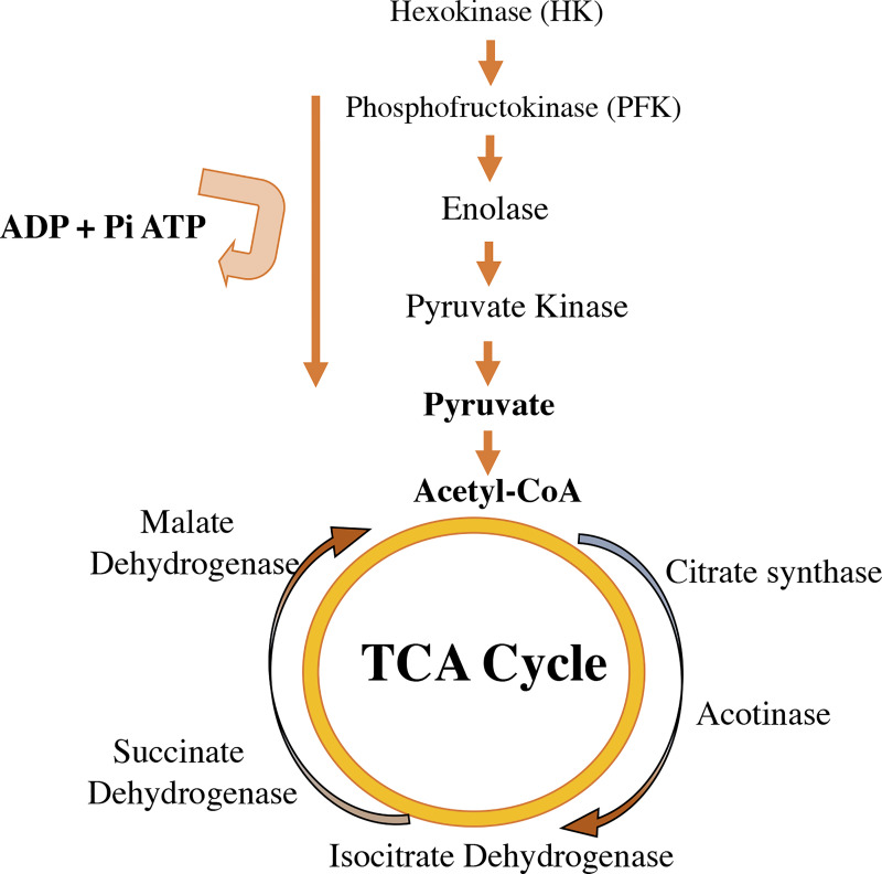 Figure 5