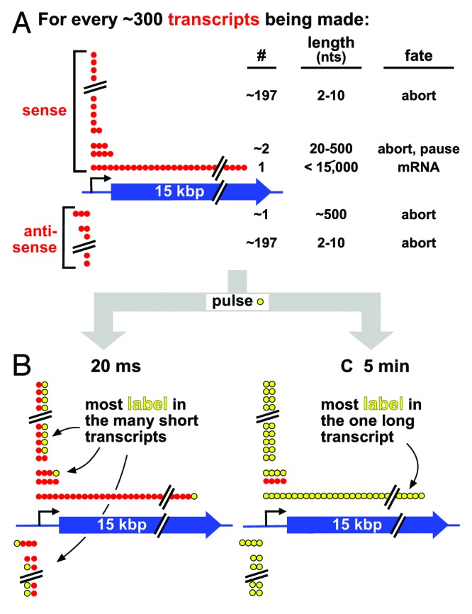 graphic file with name nucl-5-281-g1.jpg