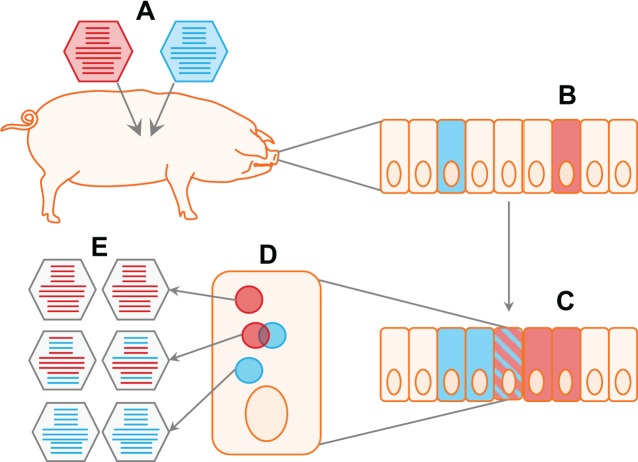 Fig 1