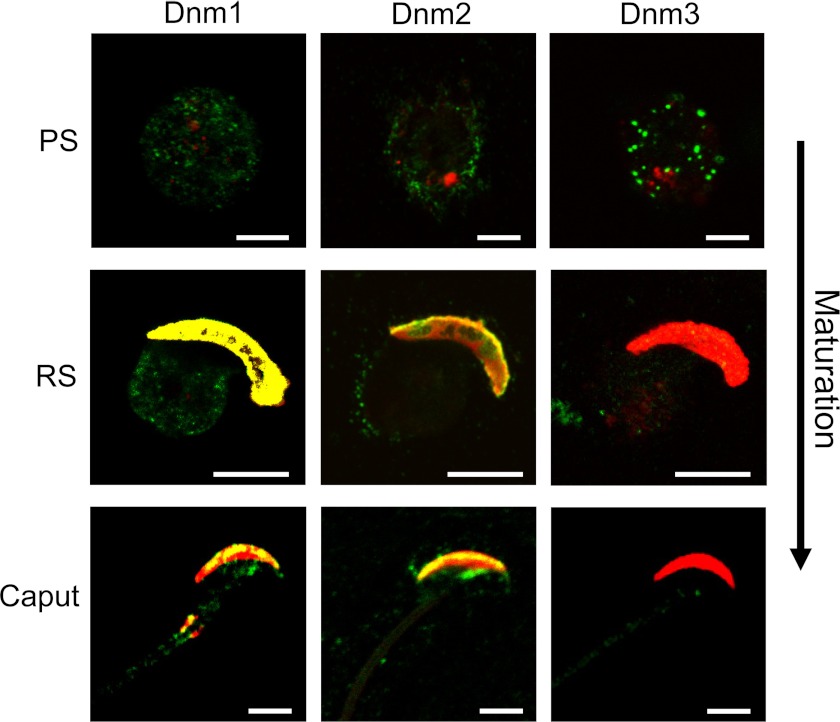 FIGURE 4.