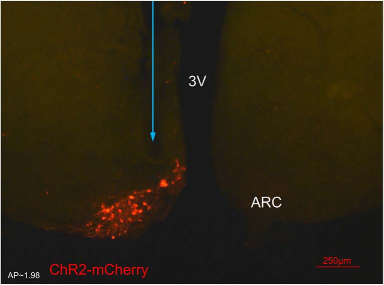 Figure 2.