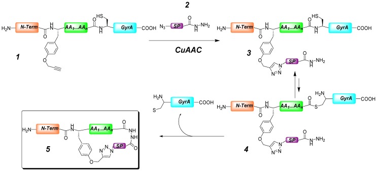 Scheme 2