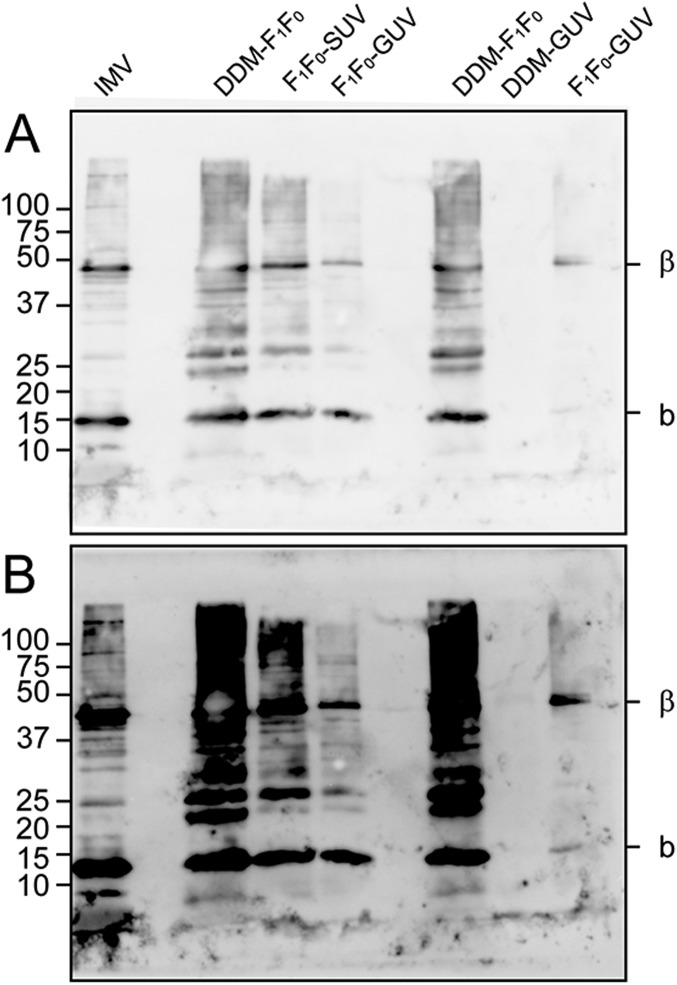 Fig. S3.