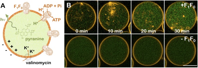 Fig. 1.