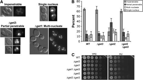 Figure 5.—