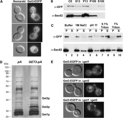 Figure 4.—