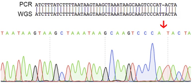 FIGURE 5