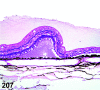 Figure 207.