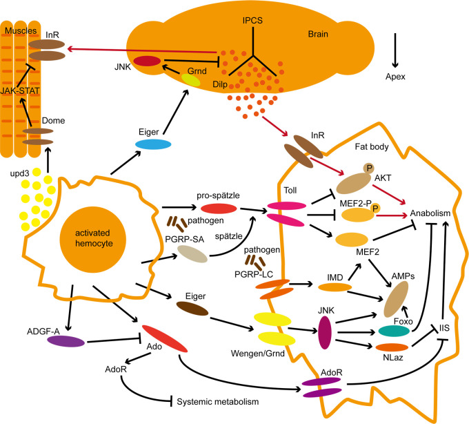 Figure 2