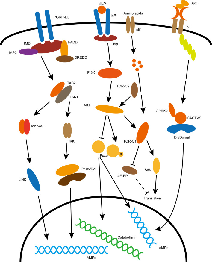 Figure 1