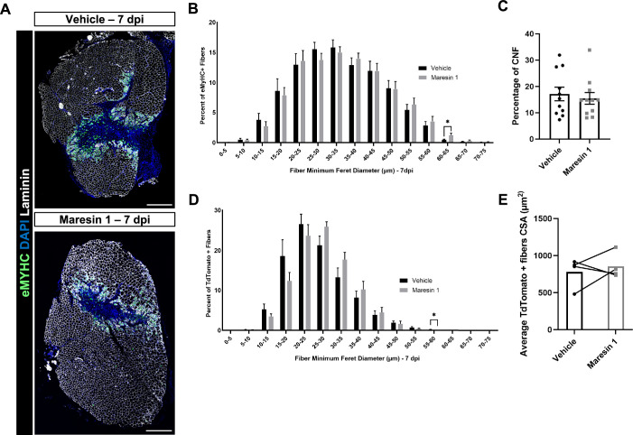 Figure 3—figure supplement 2.