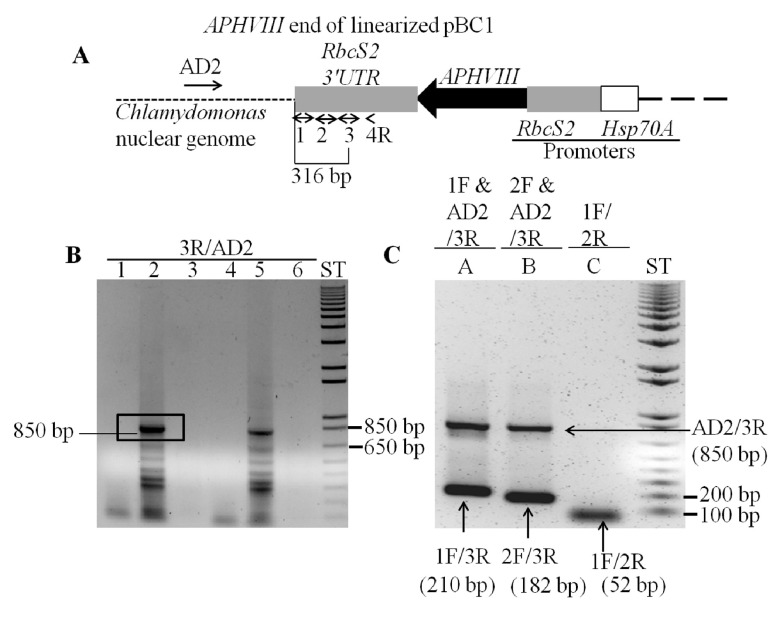 Figure 3. 