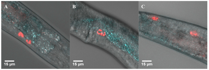 Figure 6.