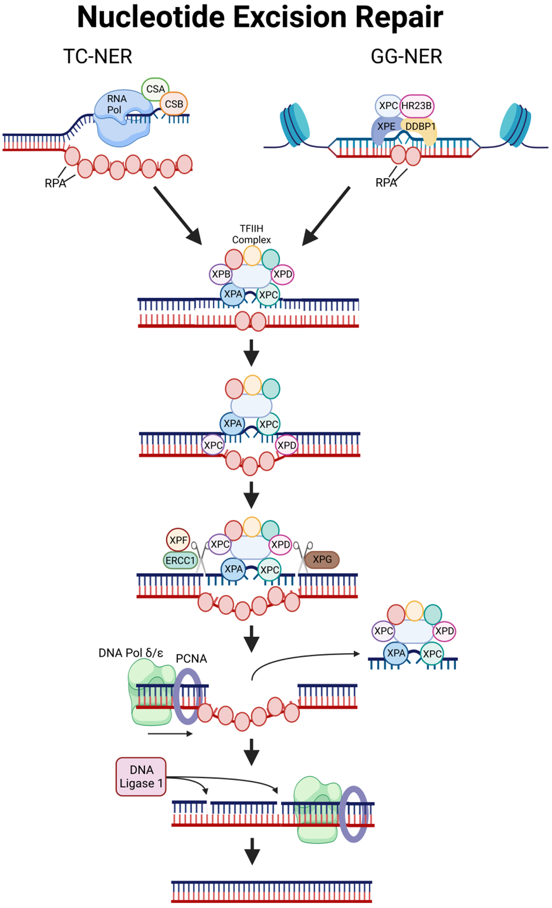 Figure 4: