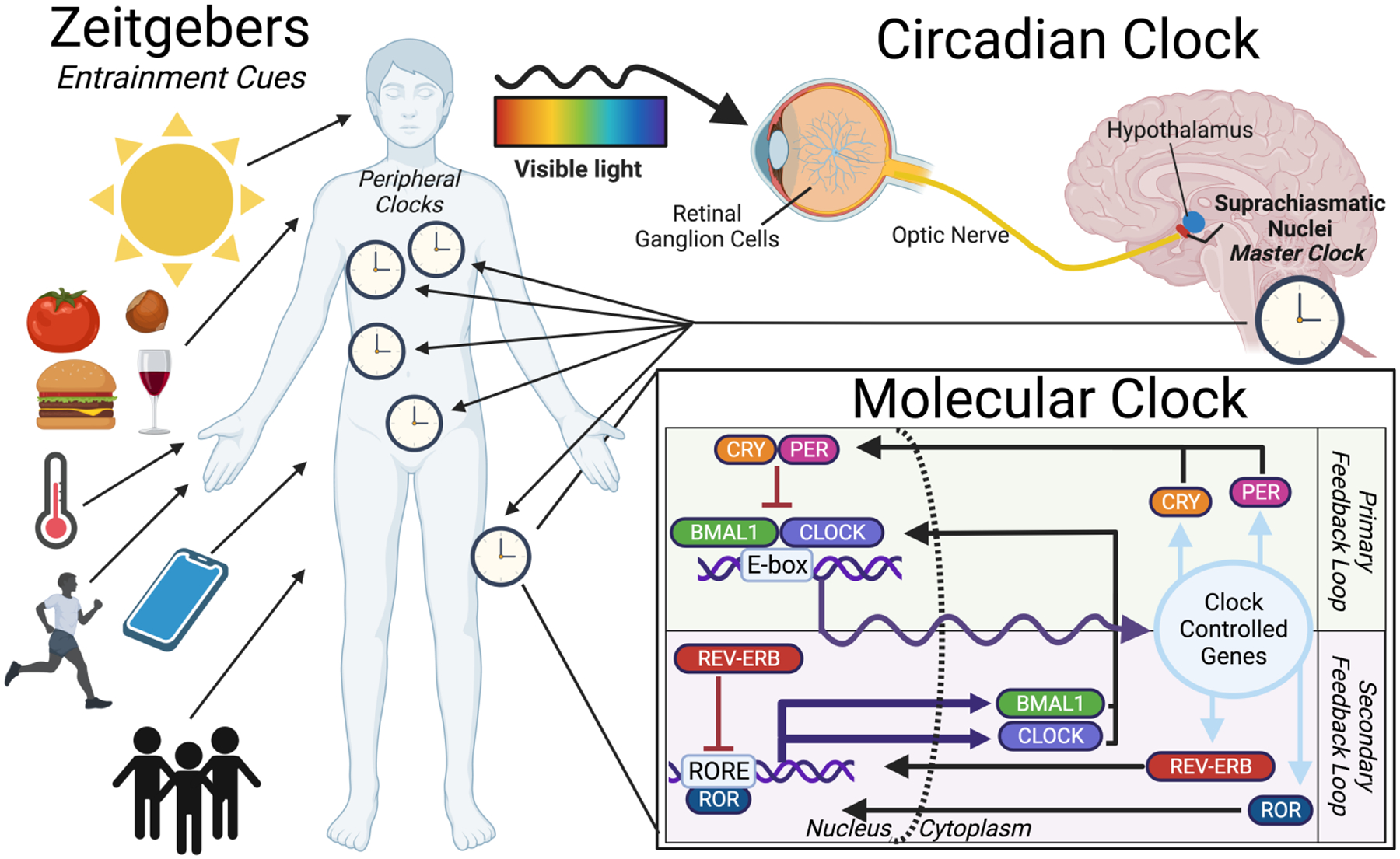 Figure 1: