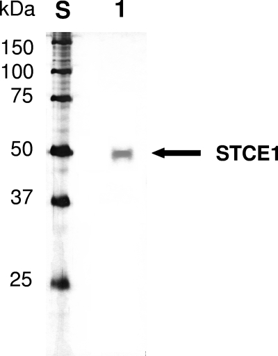 FIG. 1.