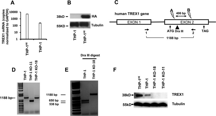 FIG 1