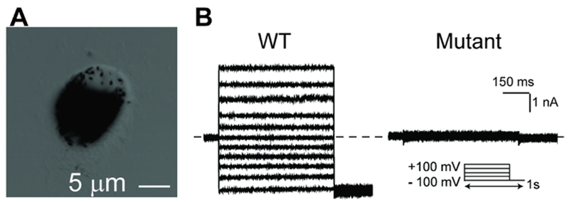 Figure 5: