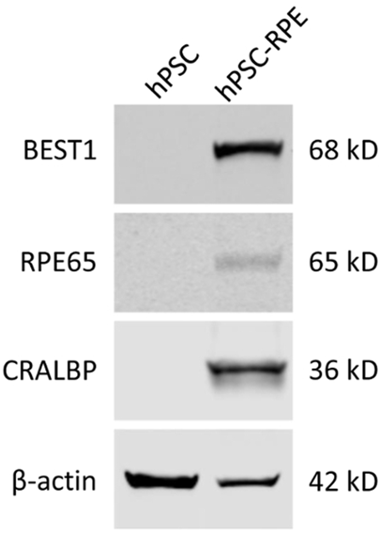 Figure 3: