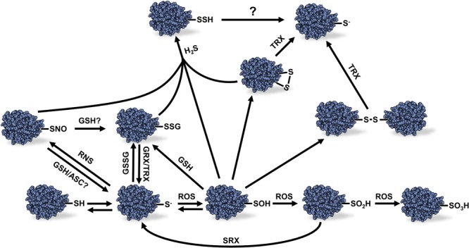 FIGURE 1