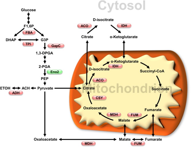 FIGURE 2