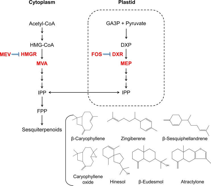 FIG 1