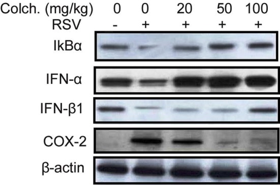 Fig. 6