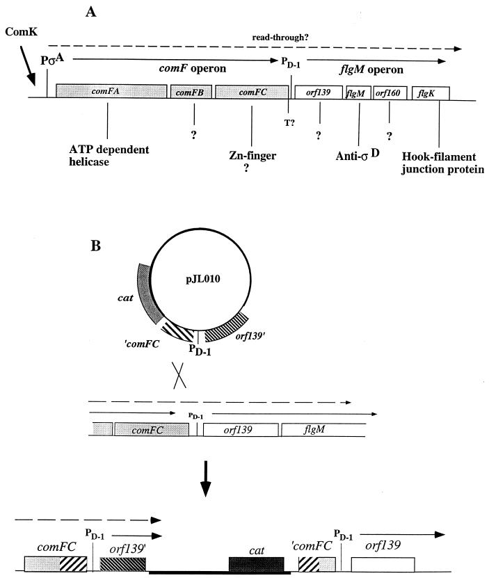 FIG. 5