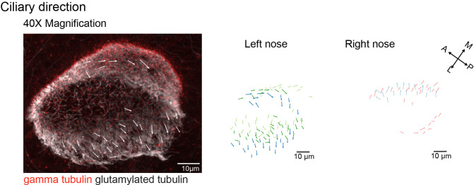 Figure 5—figure supplement 2.