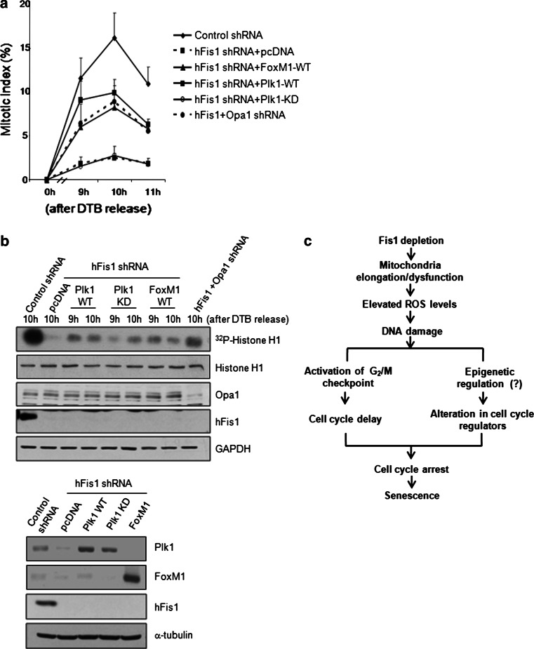 Fig. 8