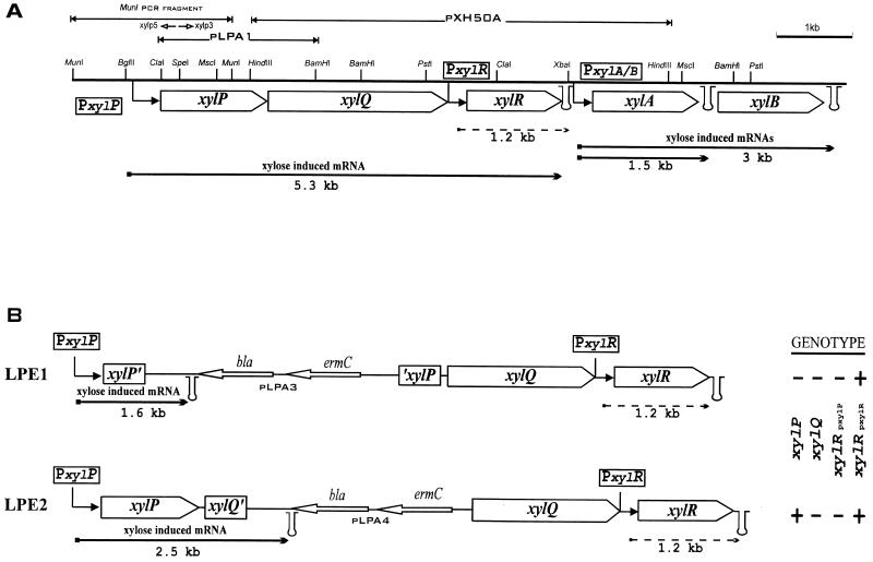 FIG. 1