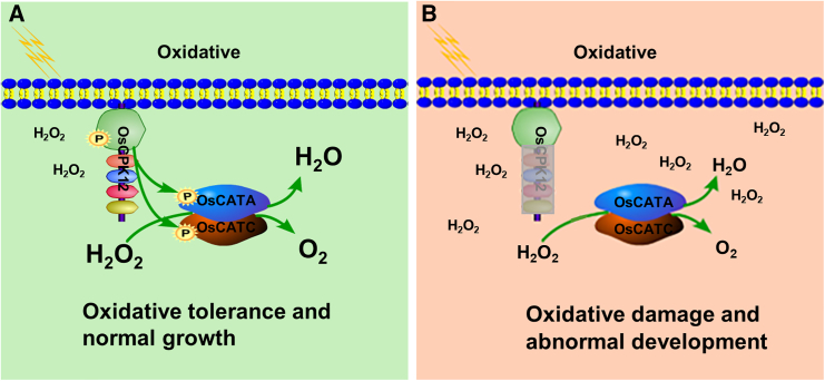 Figure 7