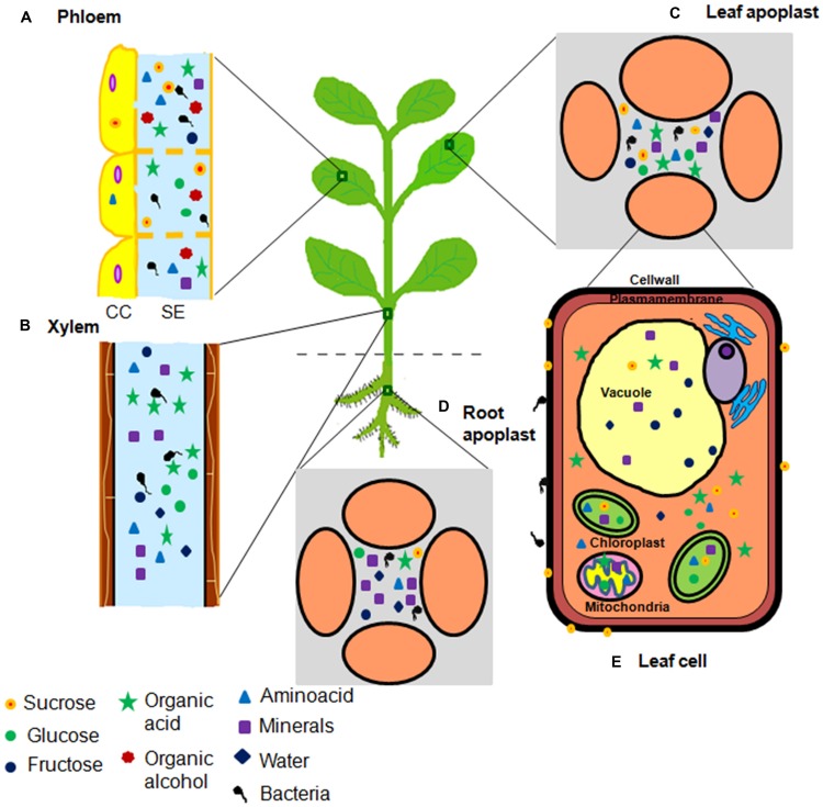 FIGURE 1