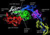F<sc>igure</sc> 1.