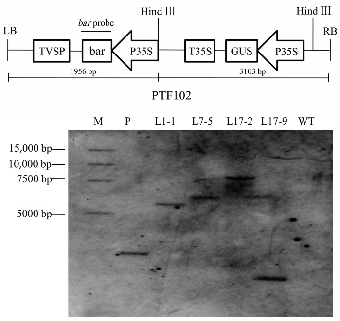 Figure 4