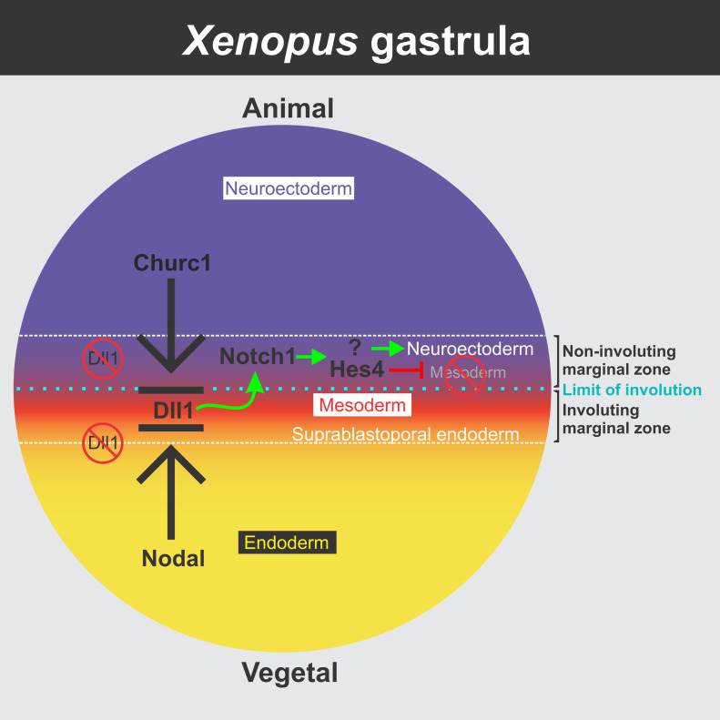 graphic file with name LSA-2022-01693_GA.jpg