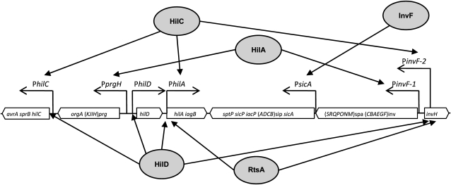 Figure 1.—