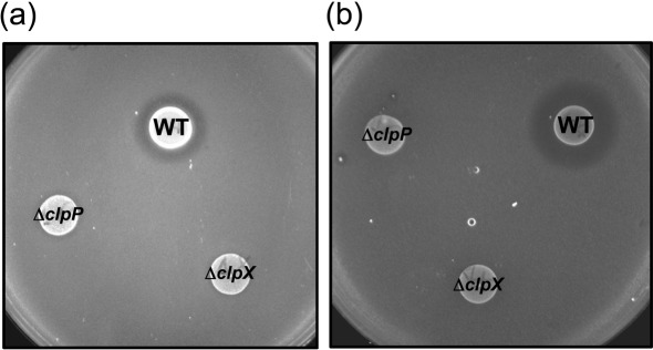 Fig. 5. 