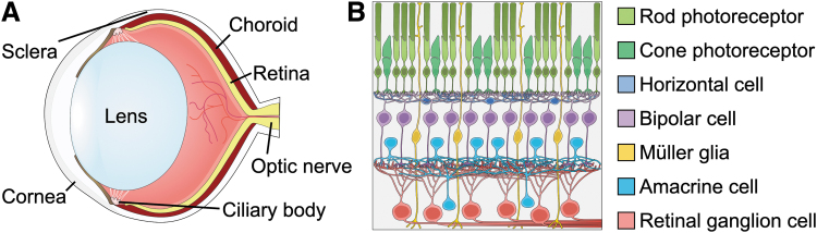 FIG. 1.