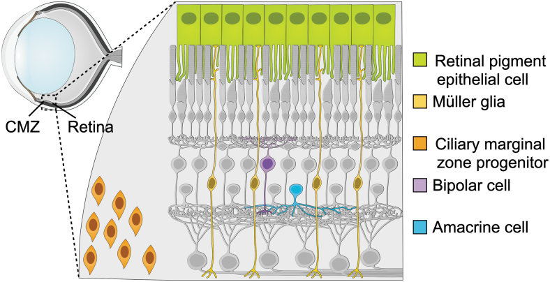 FIG. 4.