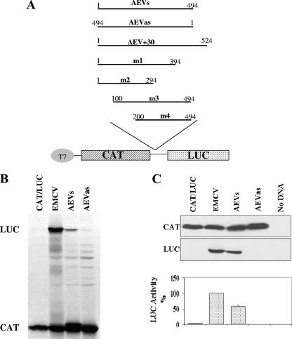 FIG. 1.