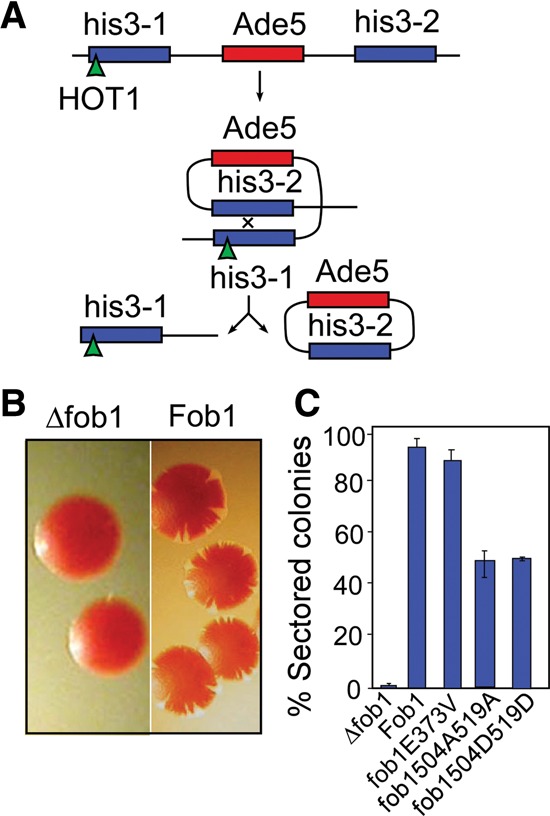 Figure 5.