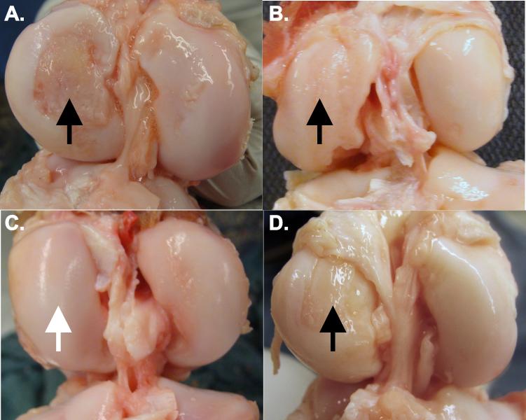 Fig. 5