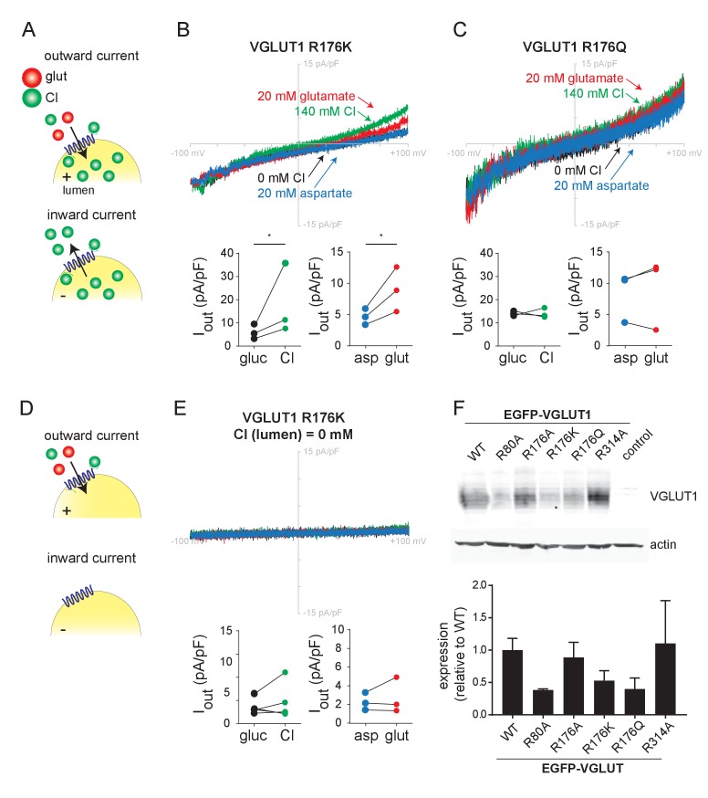 Figure 3—figure supplement 2.