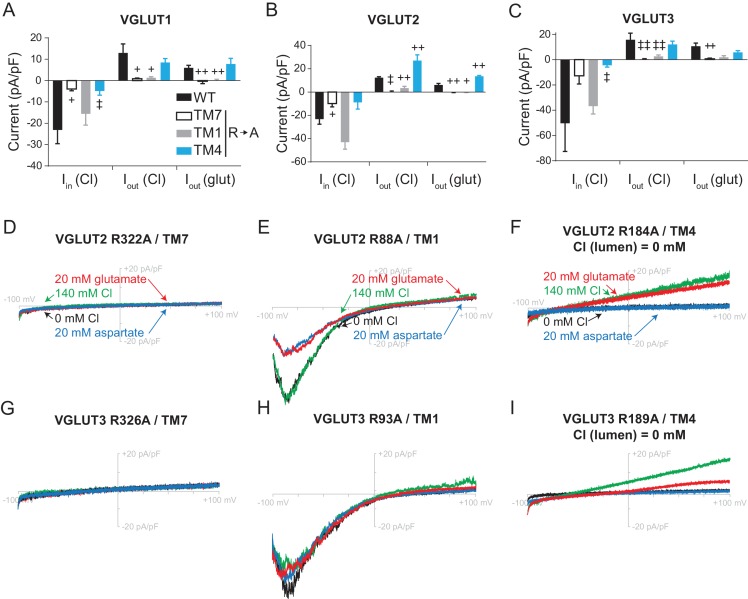 Figure 3—figure supplement 1.