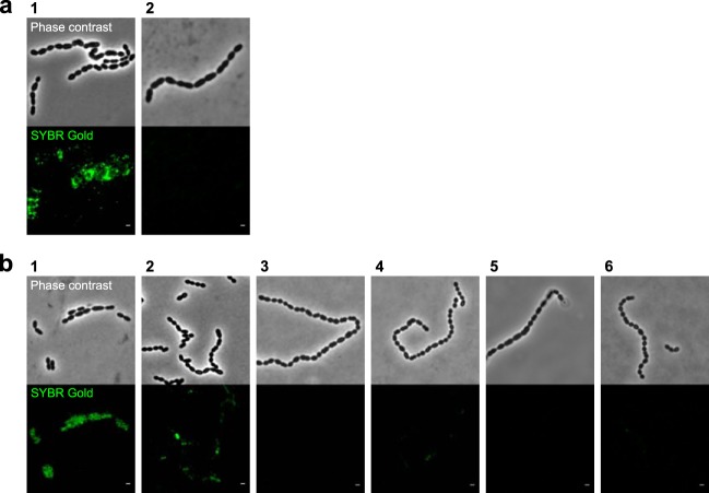 FIG 1