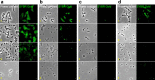 FIG 4