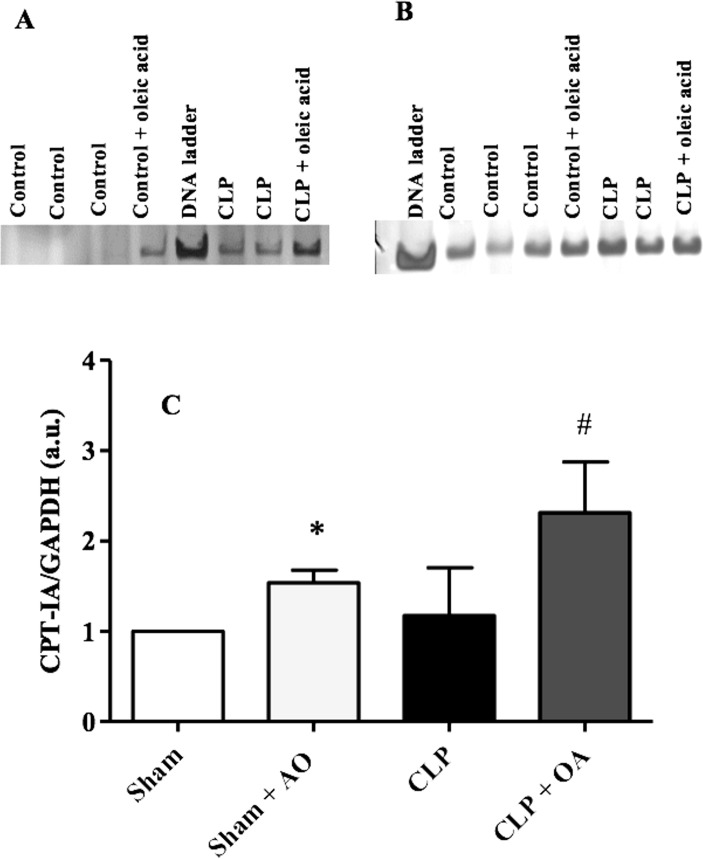 Fig 5