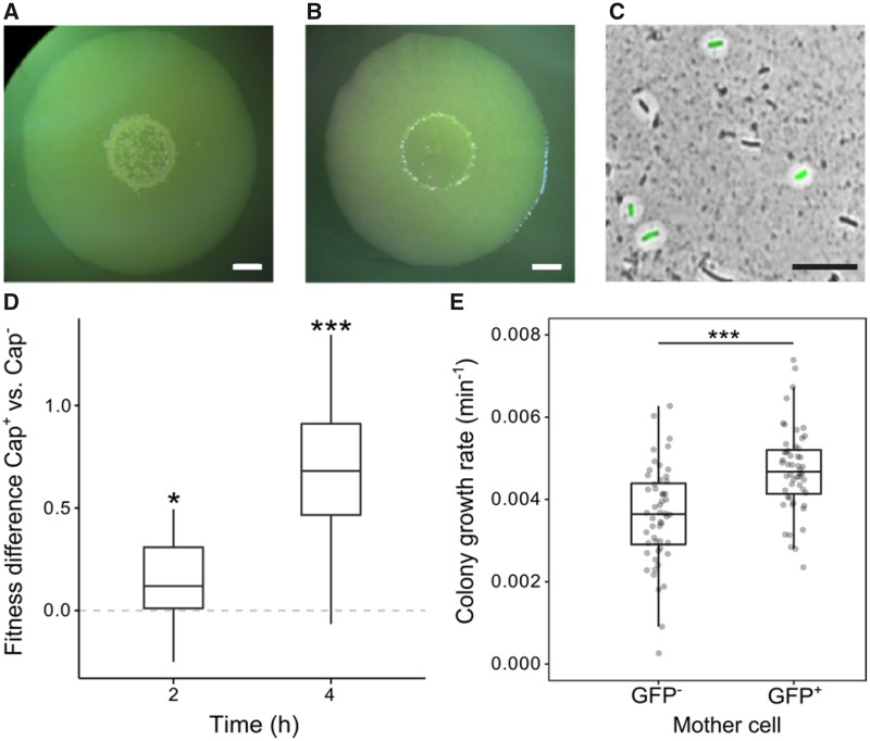 Fig. 7.